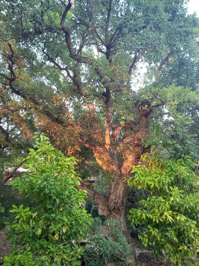 Sotogrande. Estancia Privada En Plena Naturaleza 外观 照片